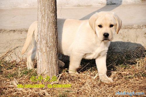 巧克力拉布拉多犬图片,巧克力拉布拉多犬图片及价格,拉布拉多黄色和白色区别？