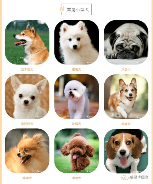 如何分辨狗的品种,如何分辨狗的品种图片,怎样区分大型犬和小型犬的幼崽？同上？