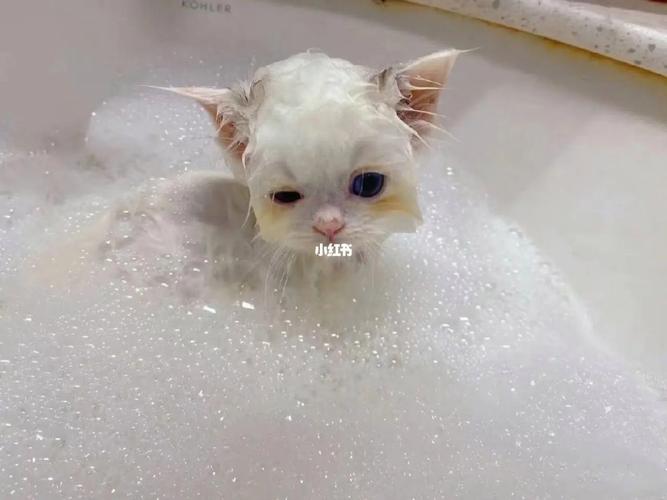 如何给幼猫洗澡,如何给幼猫洗澡教程,20天左右幼猫如何洗澡？