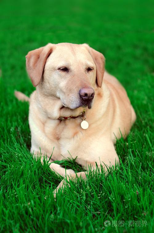 金色拉布拉多犬图片,金色拉布拉多犬图片的价格,拉布拉多犬有几个版本？