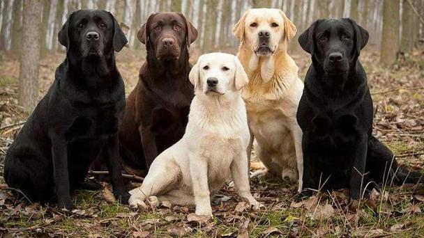 拉布拉多犬和金毛哪个好,拉布拉多犬和金毛哪个好养,拉布拉多犬和金毛犬哪个比较好？