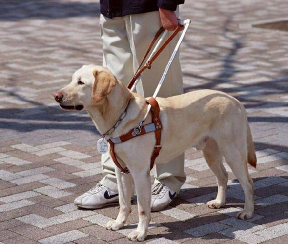 拉布拉多是导盲犬吗,拉布拉多是导盲犬吗?,拉布拉多是导盲犬吗可以坐火车吗？