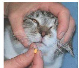如何给猫喂驱虫药,如何给猫喂驱虫药视频,怎样给猫喂驱虫药？