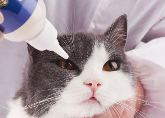 如何预防猫鼻支,如何预防猫鼻支复发,幼猫怎么预防猫鼻支，小猫怎么预防猫鼻支？