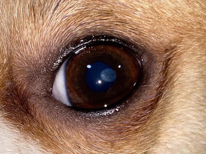 狗的视力如何,猫的视力如何,狗狗、在晚上可以看清东西吗？