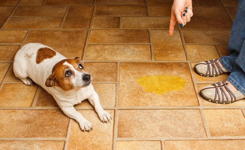 如何帮助狗狗排尿,如何帮助狗狗排尿视频,狗小便的正确方法？