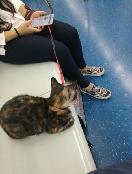 如何带猫上地铁,,猫咪能上地铁？