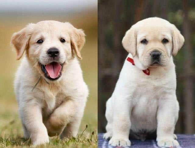 金毛犬和拉布拉多哪个好,金毛犬和拉布拉多哪个好养,拉布拉多犬和金毛犬哪个比较好？