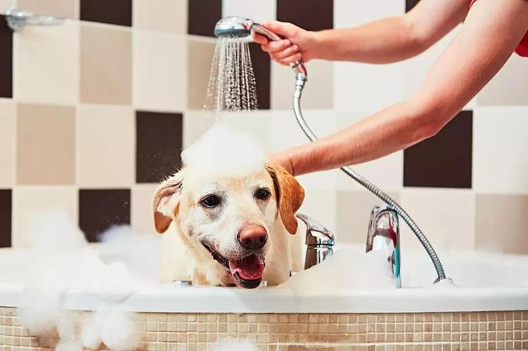 小狗如何洗澡,小狗如何洗澡不会感冒,怎么给狗狗洗澡才能干净，狗狗洗澡教程（详细）？