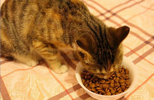 猫如何补钙,猫如何补钙的食物有哪些,猫咪缺钙吃什么食物补充最快？