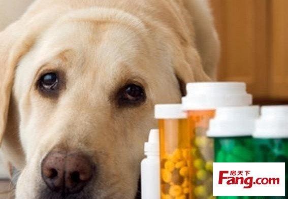 如何让狗狗吃药,如何让狗狗吃药片,宠物除虫剂怎么用？