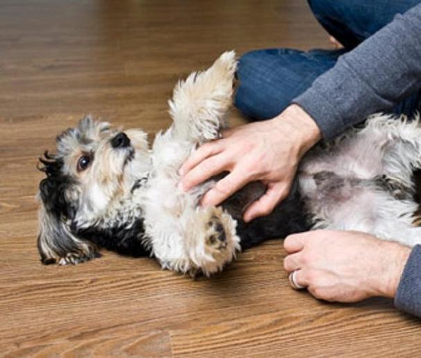 如何给狗狗按摩肚子,如何给狗狗按摩肚子缓解呕吐不适,狗狗摸它什么部位它感觉最舒服一？