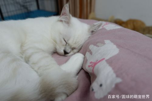 如何让猫晚上睡觉,有什么办法让猫晚上睡觉,半夜猫不睡人怎么睡觉？