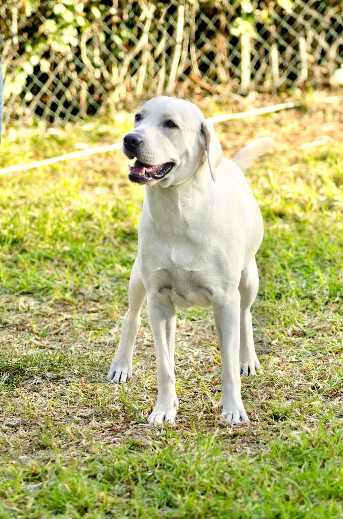 拉布拉多小犬,拉布拉多小犬图片 白色,拉布拉多怎么训练扑咬或者护主？