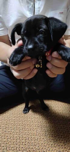 黑色拉布拉多幼犬鉴别,拉布拉多真假区别图片,如何辨别拉布拉多幼犬？