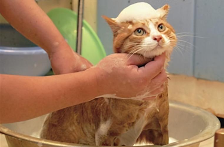 猫如何洗澡,猫如何洗澡不咬人,猫咪洗澡最有效的方法？