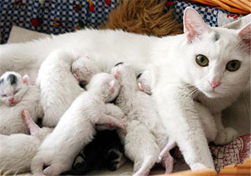 如何照顾猫,如何照顾猫咪,生了六只小猫该怎么带？