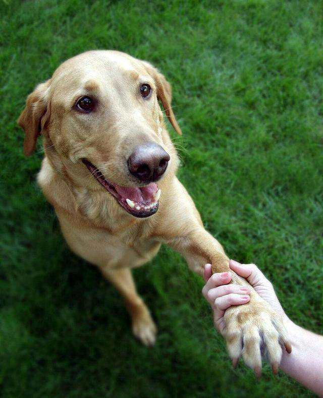 如何教会狗狗握手,如何教会狗狗握手 就是这么简单,怎么才能最快的教会狗握手！和一些基本动作啊？