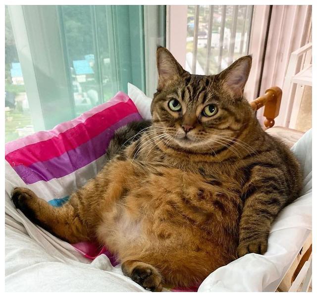 如何让猫减肥,如何让猫减肥最有效,两个月大的小猫如何减肥？