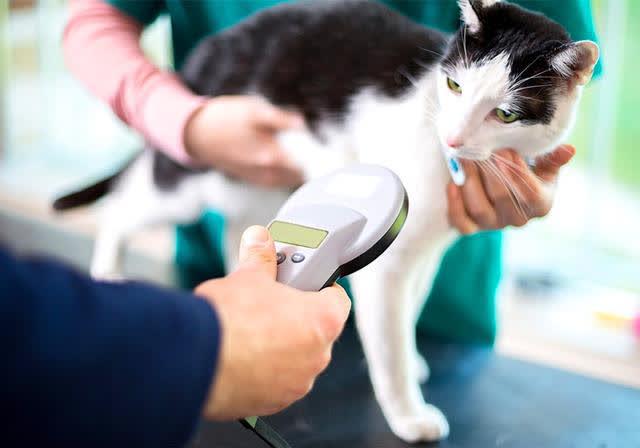 如何给猫测体温,如何给猫测体温视频,怎样给宠物猫量体温？