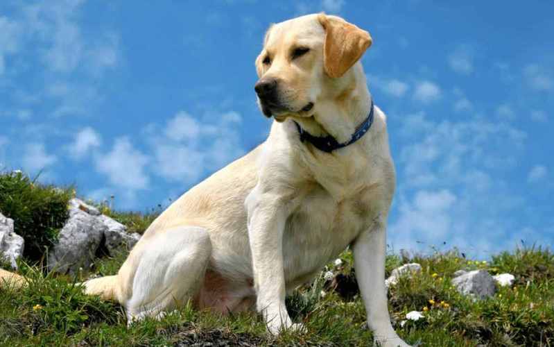 拉布拉多犬成年有多重,拉布拉多犬的致命缺点,拉布拉多犬成犬多重？