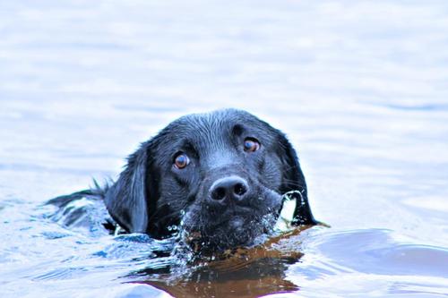 拉布拉多犬会游泳吗,拉布拉多犬会游泳吗?,拉布拉多每六个月大的拉布拉多好爱游泳天跑好吗？