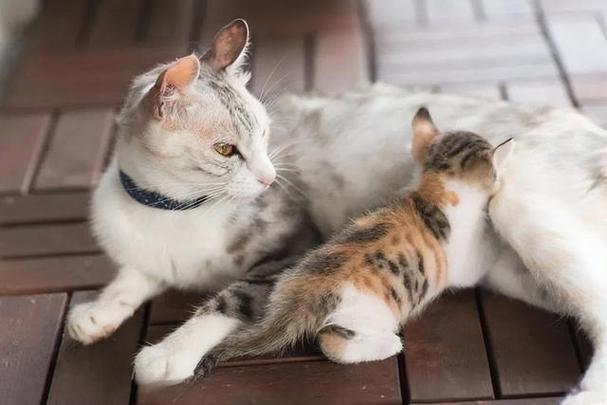 如何让猫踩奶,如何让猫踩奶不伸爪子,小猫咪踩奶动作代表什么？
