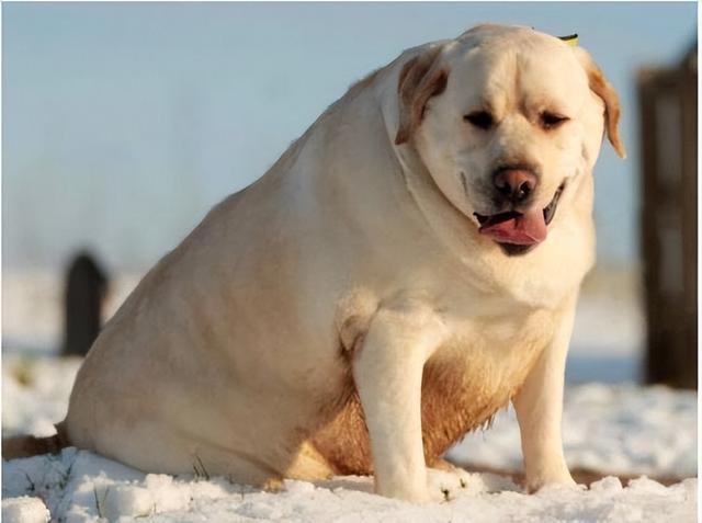 狗狗如何快速增肥,狗狗如何快速增肥的方法,怎样让狗狗快速长胖？