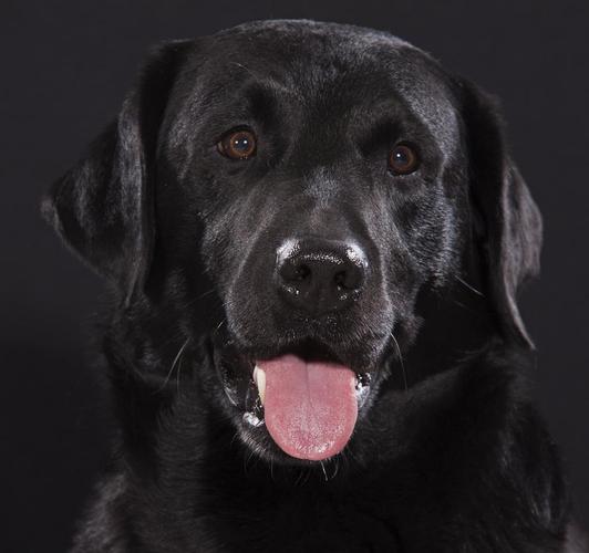 黑色的拉布拉多犬图片,黑色的拉布拉多犬图片幼犬,纯黑的拉布拉多偏贵的原因,你知道吗？