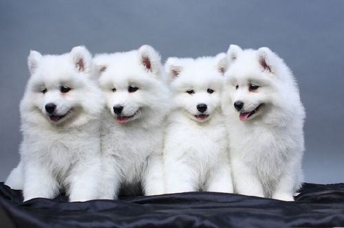 拉布拉多雪橇犬,拉布拉多雪橇犬图片,萨摩耶和拉布拉多哪个好？