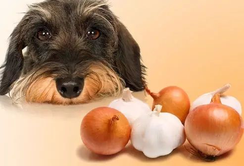 狗吃圆葱后如何解毒,,狗狗吃了葱怎么办？