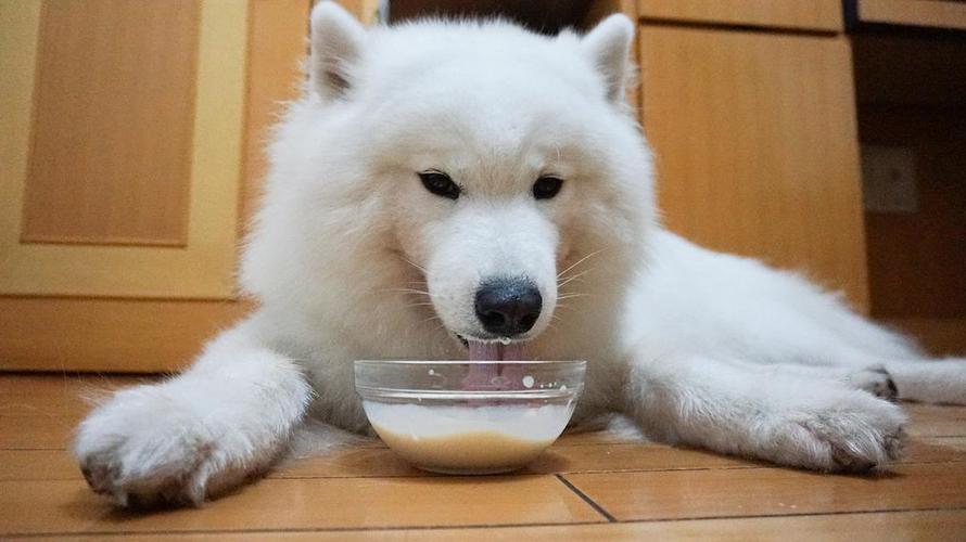 萨摩耶吃多少,萨摩耶吃多少狗粮,萨摩耶食量对照？