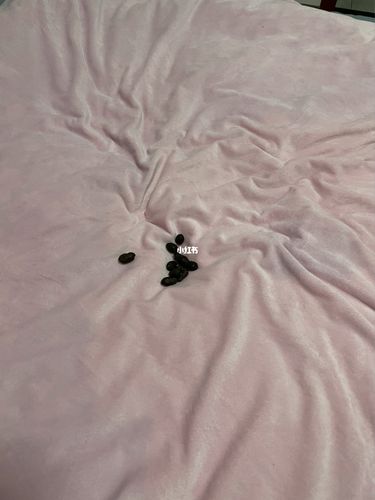 小猫在床上拉屎,小猫在床上拉屎什么原因,我的猫咪又在我床上拉屎了，怎么才能让它不再这样？