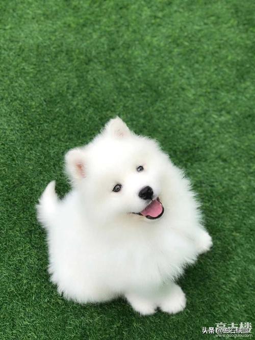 萨摩耶叫什么名字好听,萨摩耶叫什么名字好听的名字,想给小狗起个好听的名字，是一只小母狗，白色和棕黄色相交的，超可爱，谁能起一个特别的名字呢？
