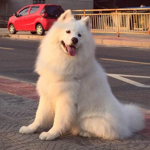 大萨摩耶犬多少钱一只,为什么都不建议养萨摩耶,萨摩耶最大能长多大？