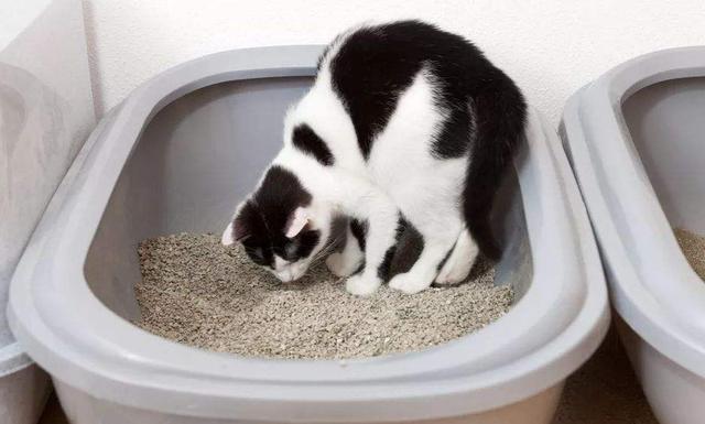 猫拉屎在窝里是病了,猫以前不乱拉为什么突然乱拉,猫咪突然把屎拉在它睡的地方是怎么回事？