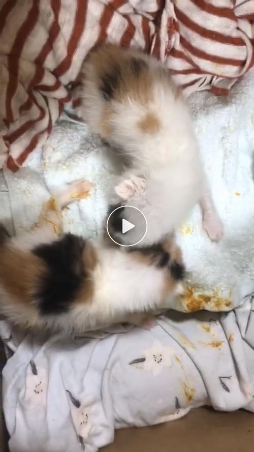 刚出生的小猫会拉屎吗,刚出生的小猫会拉屎吗视频,刚出生的小猫需要排便吗？