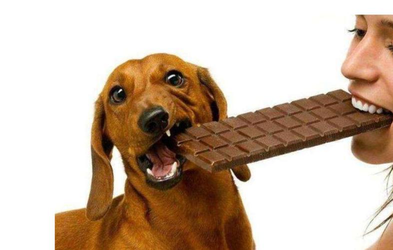 狗吃巧克力为什么会死,狗吃巧克力为什么会死? 人不会,狗狗偷吃了一个士力架怎么办?会死吗?因为之前知道了狗狗吃巧克力会死？