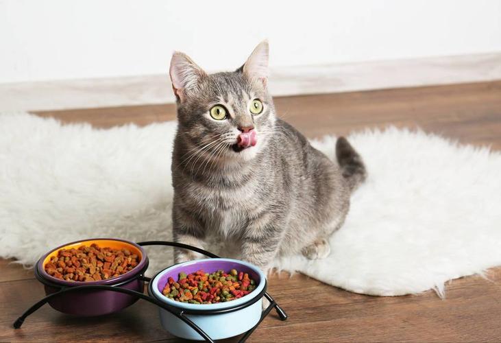 猫 吃什么,猫吃什么食物除了猫粮,猫能吃的海鲜？