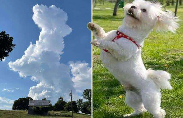 什么样的狗,什么样的狗携带狂犬病毒,什么什么的云朵？