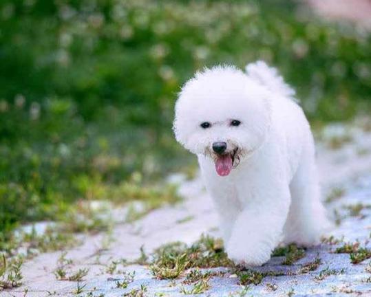 白什么什么狗,白什么什么狗成语,白色小狗起什么名字？