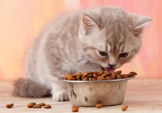 猫吃什么食物,猫吃什么食物除了猫粮,猫咪十大必吃食物？