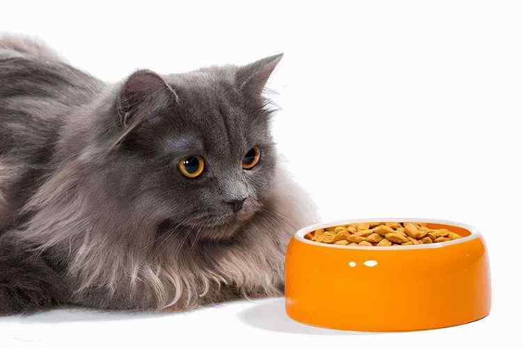 为什么不吃猫,为什么不吃猫肉,小猫不吃不喝为什么？