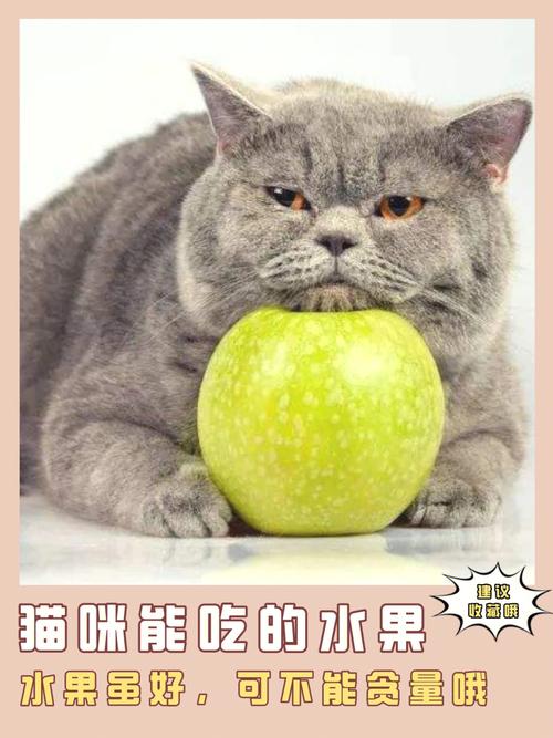 猫可以吃什么,猫可以吃什么水果,猫能吃哪些水果？它喜欢吃什么？