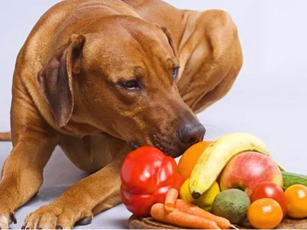 狗吃什么食物,狗吃什么食物对身体好,狗狗吃什么食物对身体好？