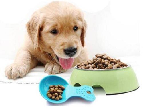 小狗吃什么好,小狗吃什么好消化又有营养,狗狗吃什么食物比较好？