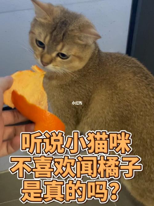 猫不喜欢什么,猫不喜欢什么味道,猫为什么不喜欢橘子？