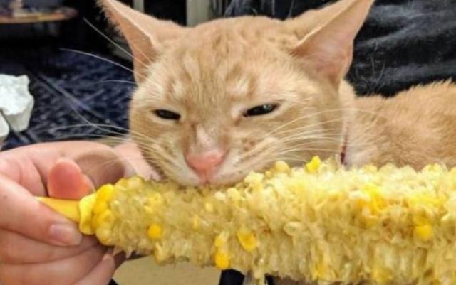 奶猫吃什么,奶猫吃什么食物比较好,猫咪可以吃玉米面吗？
