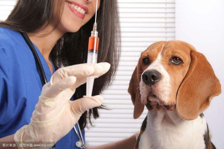 狗打什么针,狗打什么针咬人没事,给狗狗打得那三针疫苗分别叫什么名字？