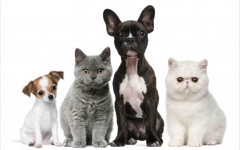 狗是什么动物,狗是什么动物种类,狗是什么科的动物，和猫科动物有什么区别？都有些什么成员？